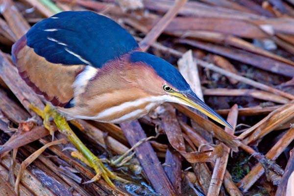 Least Bittern | Ixobrychus exilis photo