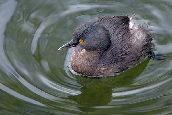 Least Grebe | Tachybaptus dominicus photo