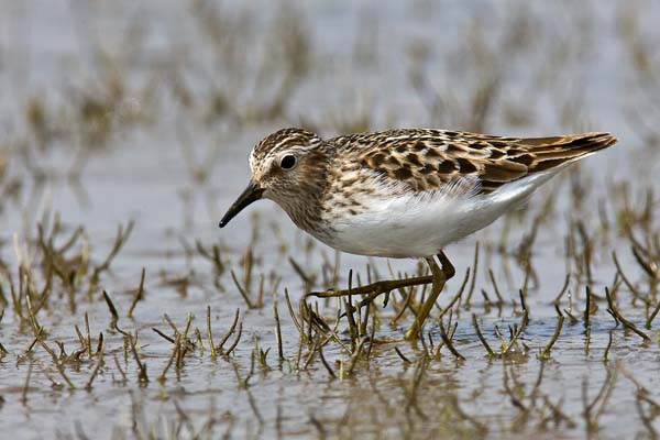 Least Sandpiper | Calidris minutilla photo