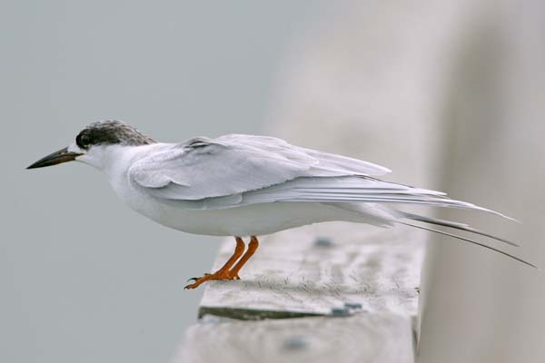 Least Tern | Sternula antillarum photo