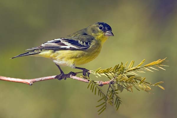 Lesser Goldfinch | Carduelis psaltria photo