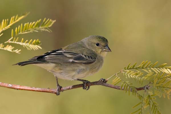 Lesser Goldfinch | Carduelis psaltria photo