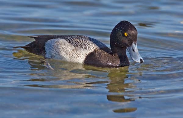 Lesser Scaup | Aythya affinis photo