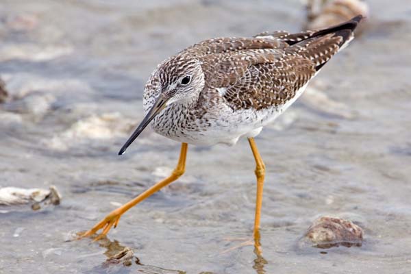 Lesser Yellowlegs | Tringa flavipes photo