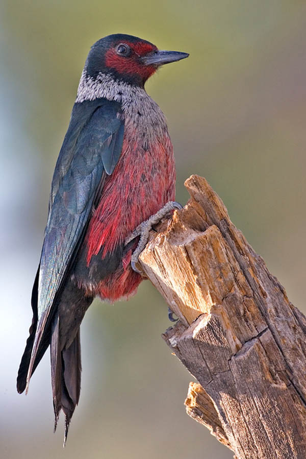 Lewis's Woodpecker | Melanerpes lewis photo