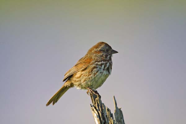 Lincoln's Sparrow | Melospiza lincolnii photo