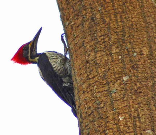 Lineated Woodpecker | Dryocopus lineatus photo