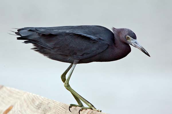 Little Blue Heron | Egretta caerulea photo