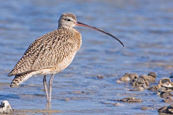 Long-billed Curlew | Numenius americanus photo