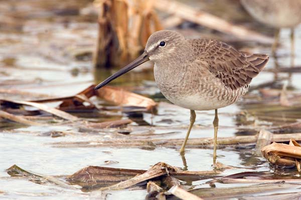 Long-billed Dowitcher | Limnodromus scolopaceus photo