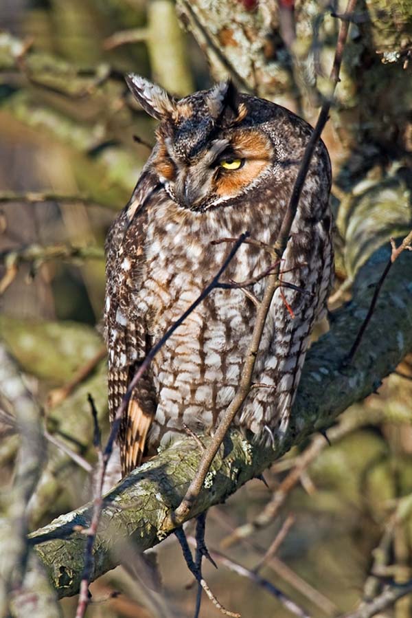 Long-eared Owl | Asio otus photo