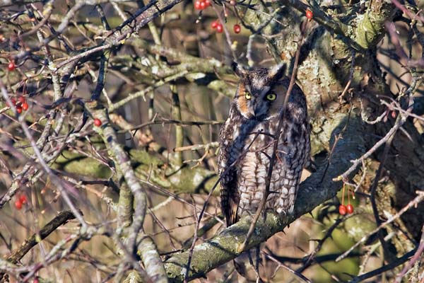 Long-eared Owl | Asio otus photo