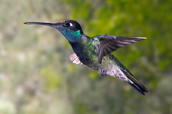 Magnificent Hummingbird | Eugenes fulgens photo