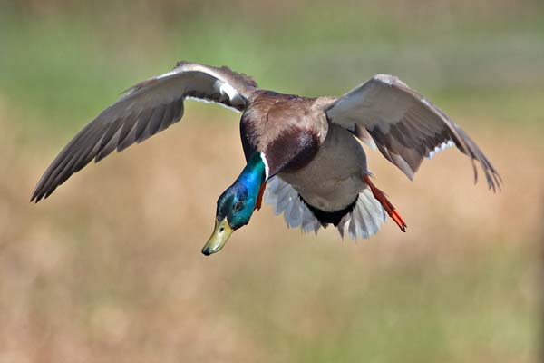 Mallard | Anas platyrhynchos photo