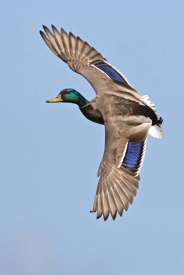 Mallard | Anas platyrhynchos photo