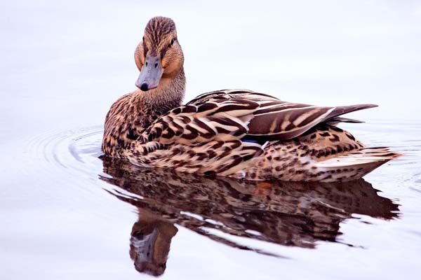 Mallard | Anas platyrhynchos photo