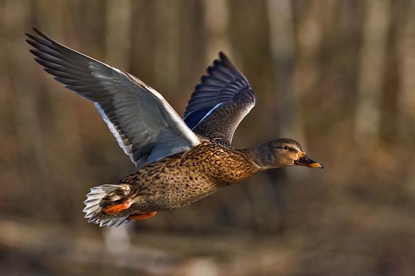 Mallard | Anas platyrhynchos photo