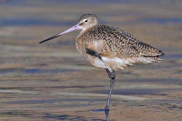 Marbled Godwit | Limosa fedoa photo