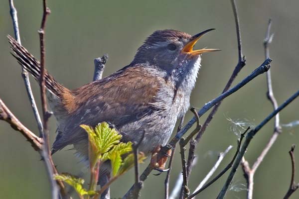 Marsh Wren | Cistothorus palustris photo