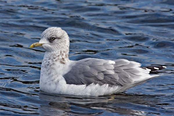 Mew Gull | Larus canus photo