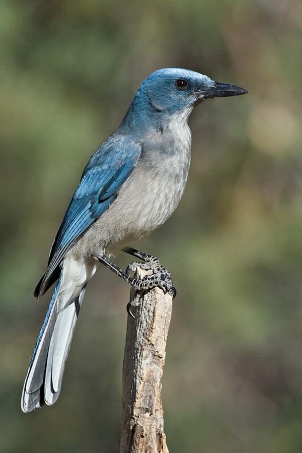 Mexican Jay | Aphelocoma ultramarina | Bird