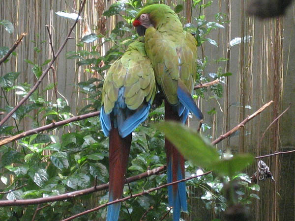 Military Macaw | Ara militaris photo