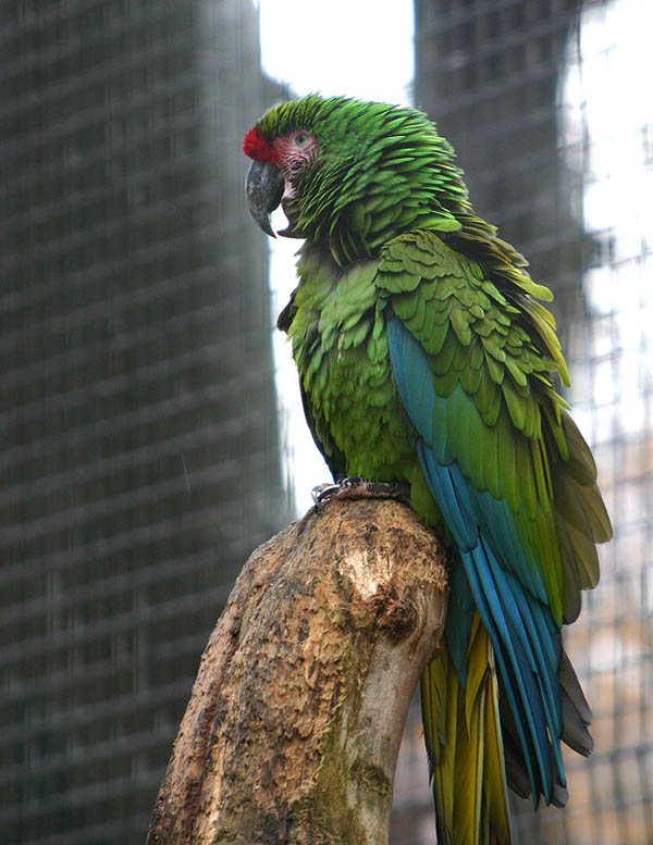 Military Macaw | Ara militaris photo