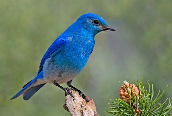 Mountain Bluebird | Sialia currucoides photo