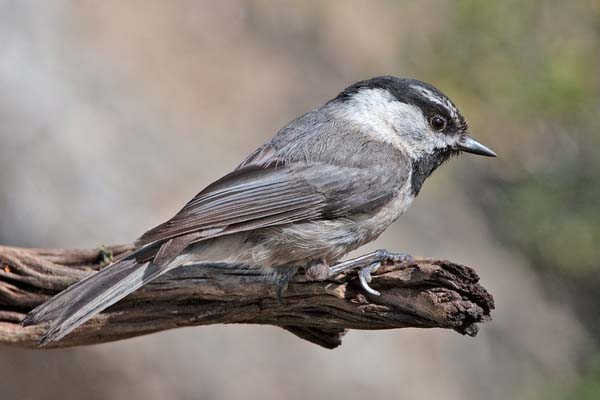 Mountain Chickadee | Poecile gambeli photo