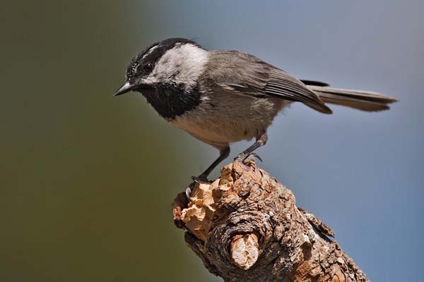 Mountain Chickadee | Poecile gambeli photo