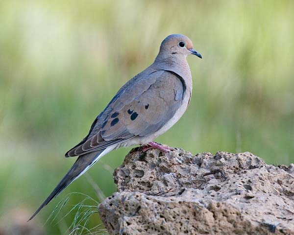 Mourning Dove | Zenaida macroura photo