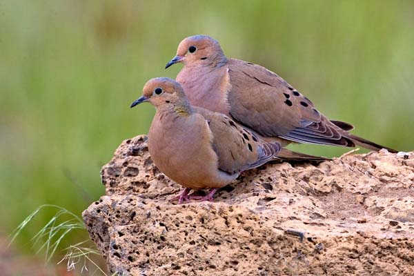 Mourning Dove | Zenaida macroura photo