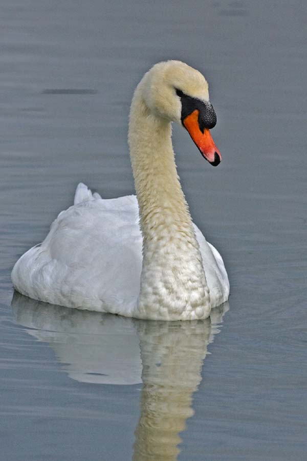 Mute Swan | Cygnus olor photo
