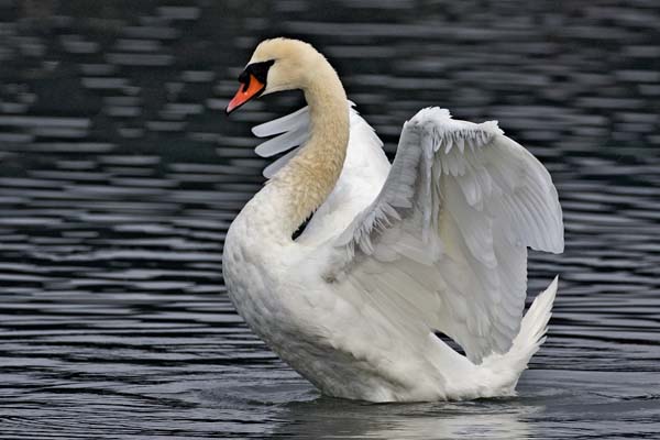 Mute Swan | Cygnus olor photo