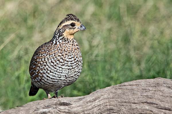 Northern Bobwhite | Colinus virginianus photo