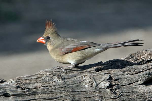 Northern Cardinal | Cardinalis cardinalis photo