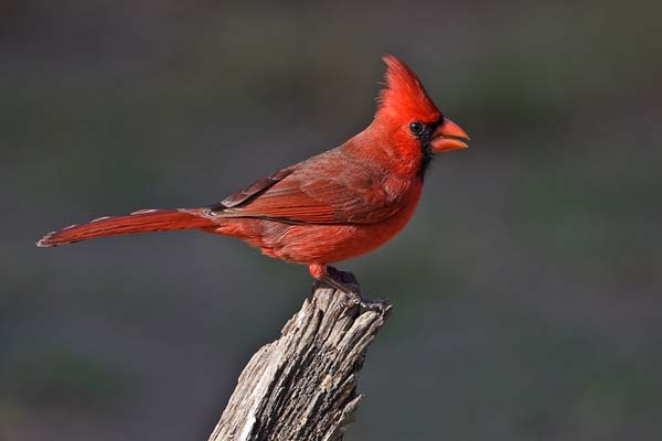 Northern Cardinal | Cardinalis cardinalis photo