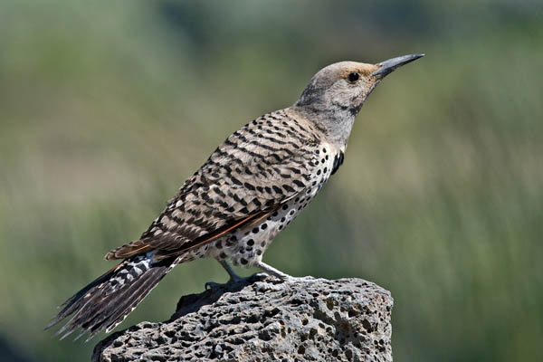 Northern Flicker | Colaptes auratus photo