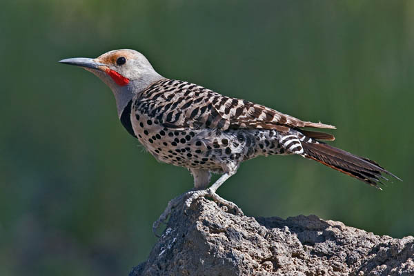 Northern Flicker | Colaptes auratus photo