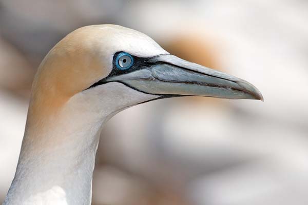 Northern Gannet | Morus bassanus photo