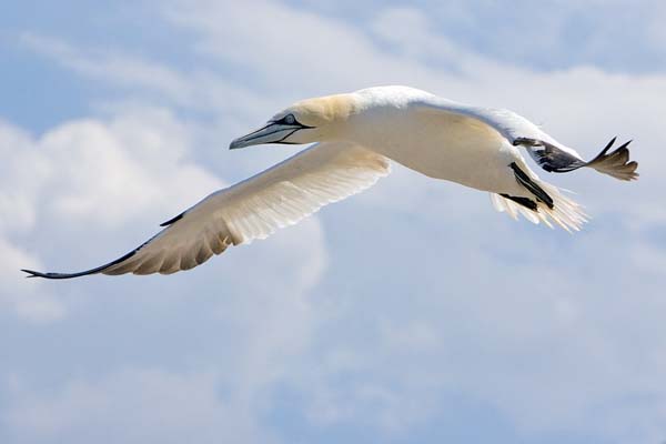 Northern Gannet | Morus bassanus photo