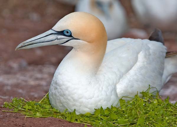 Northern Gannet | Morus bassanus photo