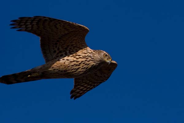 Northern Goshawk | Accipiter gentilis photo