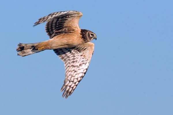 Northern Harrier | Circus cyaneus photo