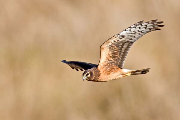 Northern Harrier | Circus cyaneus photo