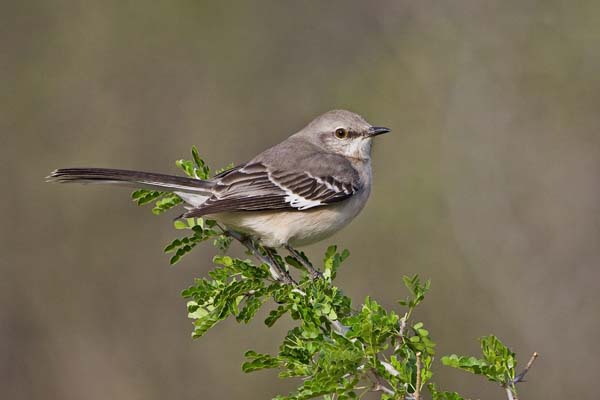 Northern Mockingbird | Mimus polyglottos photo