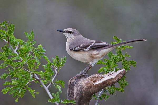 Northern Mockingbird | Mimus polyglottos photo