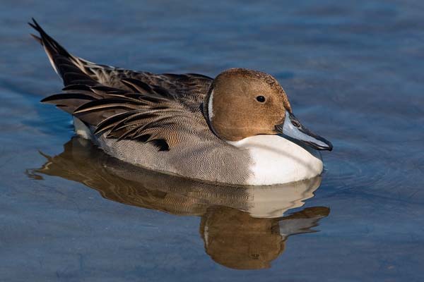 Northern Pintail | Anas acuta photo