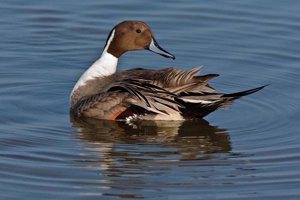 Northern Pintail | Anas acuta photo