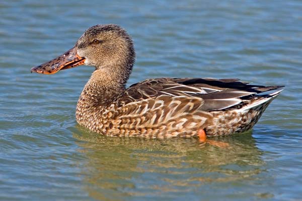 Northern Shoveler | Anas clypeata photo